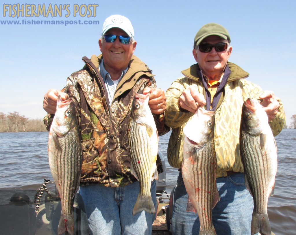 Curtis Pelt and Billy Suggs with four of fifty striped bass they caught on a recent trip to the Cashie River. Gulp Jerk Shads fooled most of their stripers.