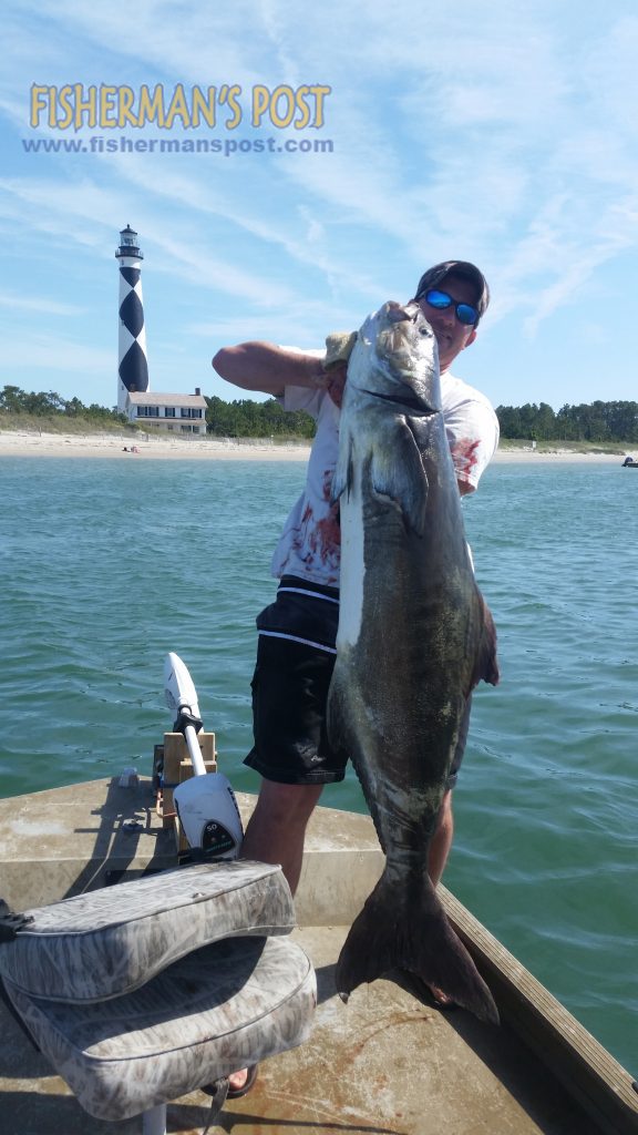 Alex Pipes, of Leland, NC, with a 67 lb. cobia that struck a dead bait on the bottom near Cape Lookout while he was fishing on the "White Hammer."