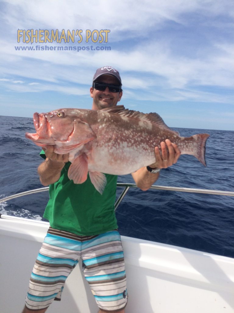 Tom Burton, of Cape Carteret, NC, with a 20 lb. red grouper that he landed on on a 50 lb. monofilament chicken rig while fishing at the Naeco wreck with Capt. Rob Koraly of Sandbar Safari Charters. The red inhaled a chunk of false albacore.