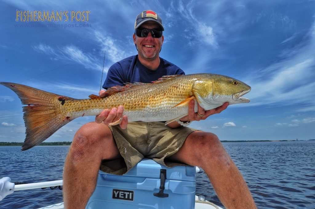 Scott Hampton with a red drum that struck a live menhaden in the Cape Fear River.