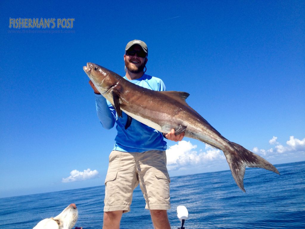 Jared Beard, of Wilmington, with a citation cobia that engulfed a bucktail jig 10 miles off Carolina Beach while he was fishing with Drew Gregory on the "Wet Weezel."