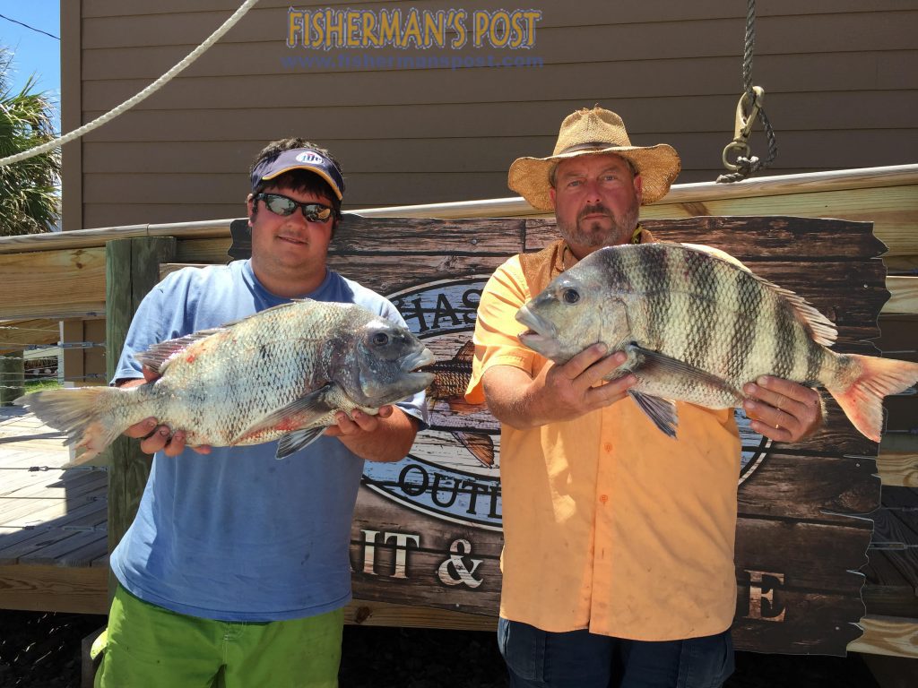 Charles Baker, of Willow Springs, NC, and Brian Johnson, from Raleigh, with 8.35 and 9.20 lb. sheepshead that bit live fiddler crabs near some inshore structure at Morehead City. Weighed in at Chasin' Tails Outdoors.