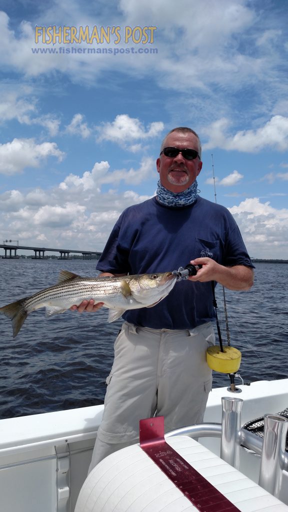 Stuart Crieghten with a 25" striped bass that bit a Rapala Skitterwalk topwater in a stump field along the shore of the Neuse River while he was fishing with Capt. D. Ashley King of Keep Castin' Charters.