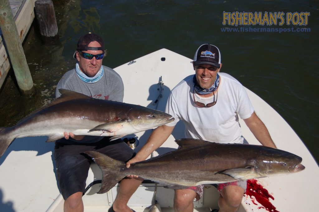 Capt. Michael Goetsch (left) and Gary Hurley (right) hold up two of the four cobia they hooked casting bucktails just offshore of the temporary bridge north of Rondanthe. They were fishing with Capt. Donnie Davis of DOA Charters out of the Oregon Inlet Fishing Center.