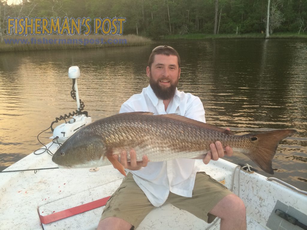 Joel Quinette, of Holly Ridge, NC, with a 35" red drum he caught and released in a New River creek while fishing with Paul Waldo. The drum struck a chunk of mullet.