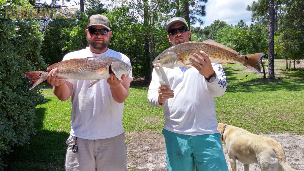 Paul Robertson and Brad Rackley with a pair of red drum they hooked near Bald Head Island on D.O.A. shrimp.