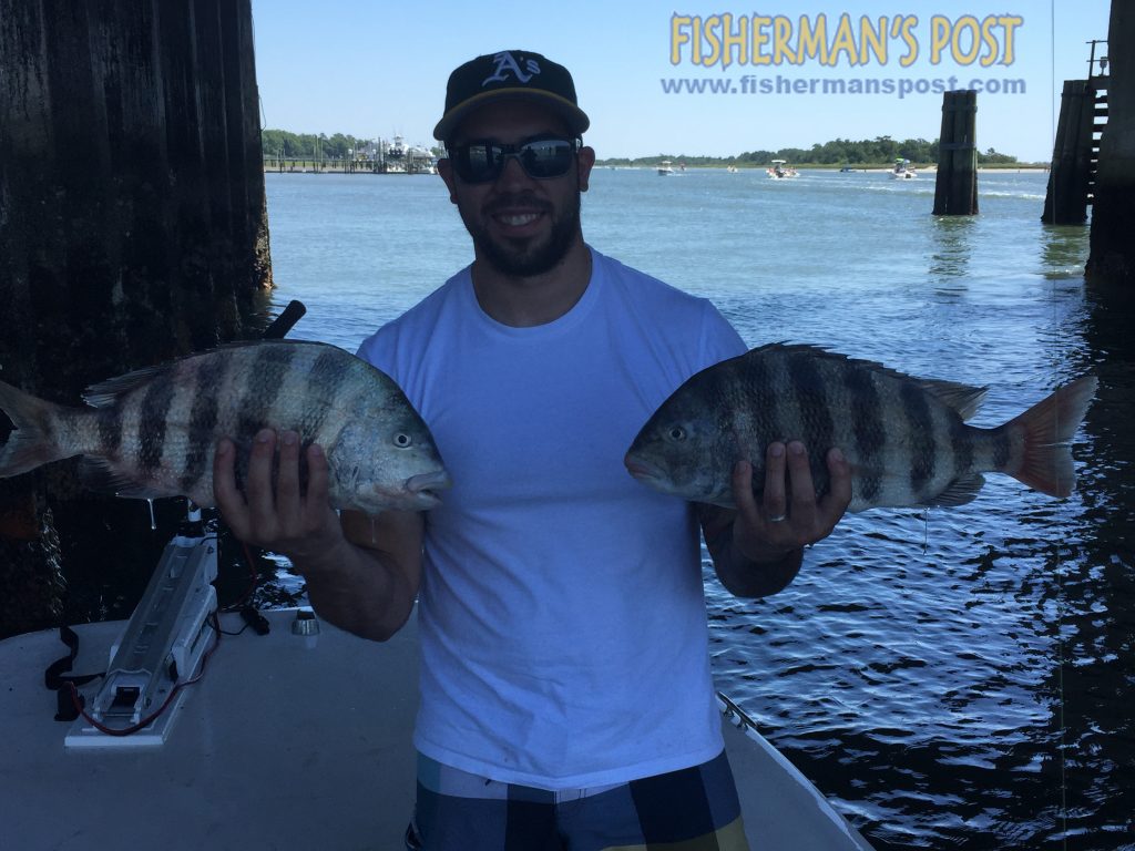 Drew Dunn, of Wilmington, with a pair of sheepshead that bit live fiddler crabs under thwe Wrightsville Beach drawbridge while he was fishing with A.J. Canady.