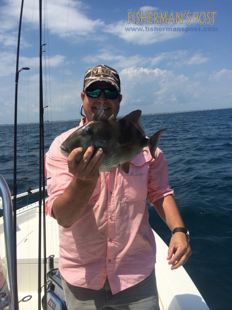 Adam Jackson, of Raleigh, NC, with a triggerfish that bit a Gulp-tipped bucktail jig at some nearshore structure off Bogue Inlet while he was fishing with Capt. Jonathan Garrett of On Point Fishing Charters.