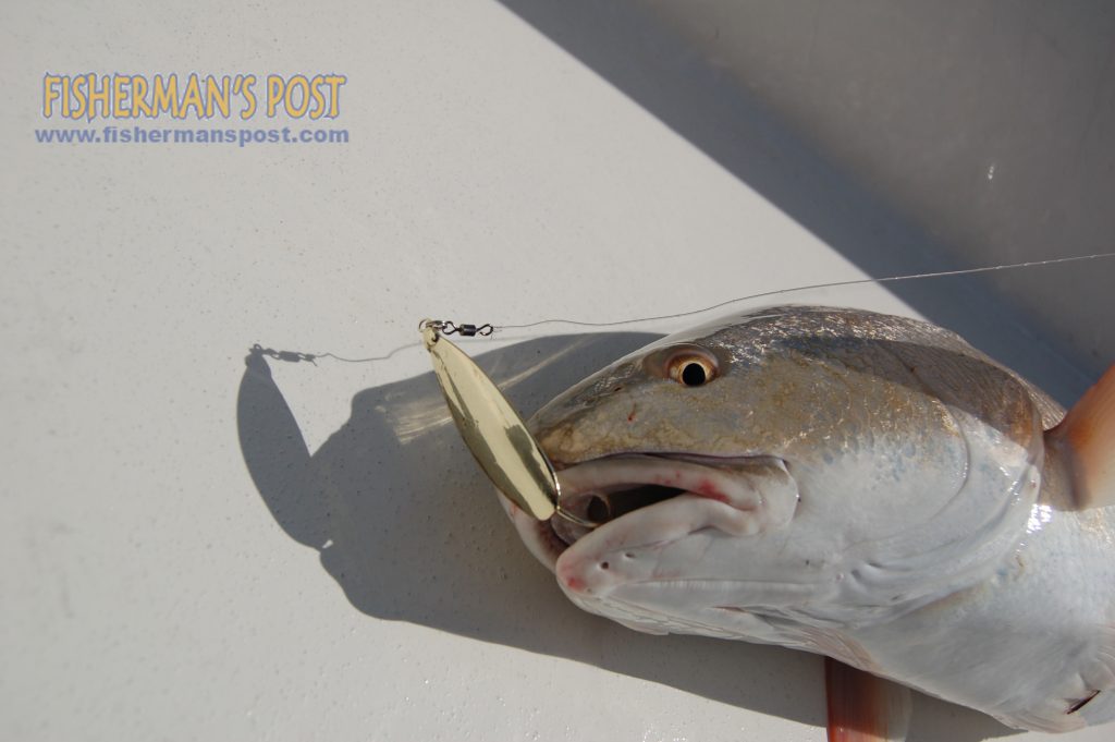 A close-up of the Johnson gold spoon rig that Capt. Aaron Aaron uses for a variery of fish in the Hatteras area--a split ring connected directly to the spoon, and then a barrel swivel connected directly to the ring.