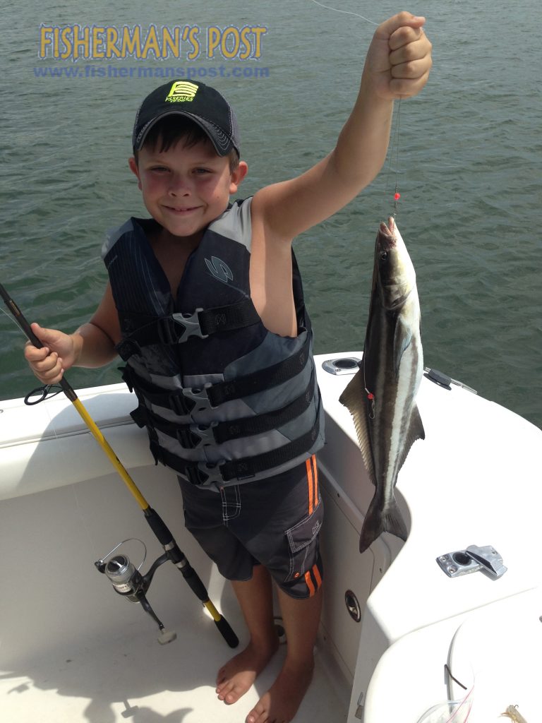 Liam Calabria (age 7), of Raleigh, with a cobia that struck a live bait in Beaufort Inlet while he was fishing with his father on the "Navemail Empire."