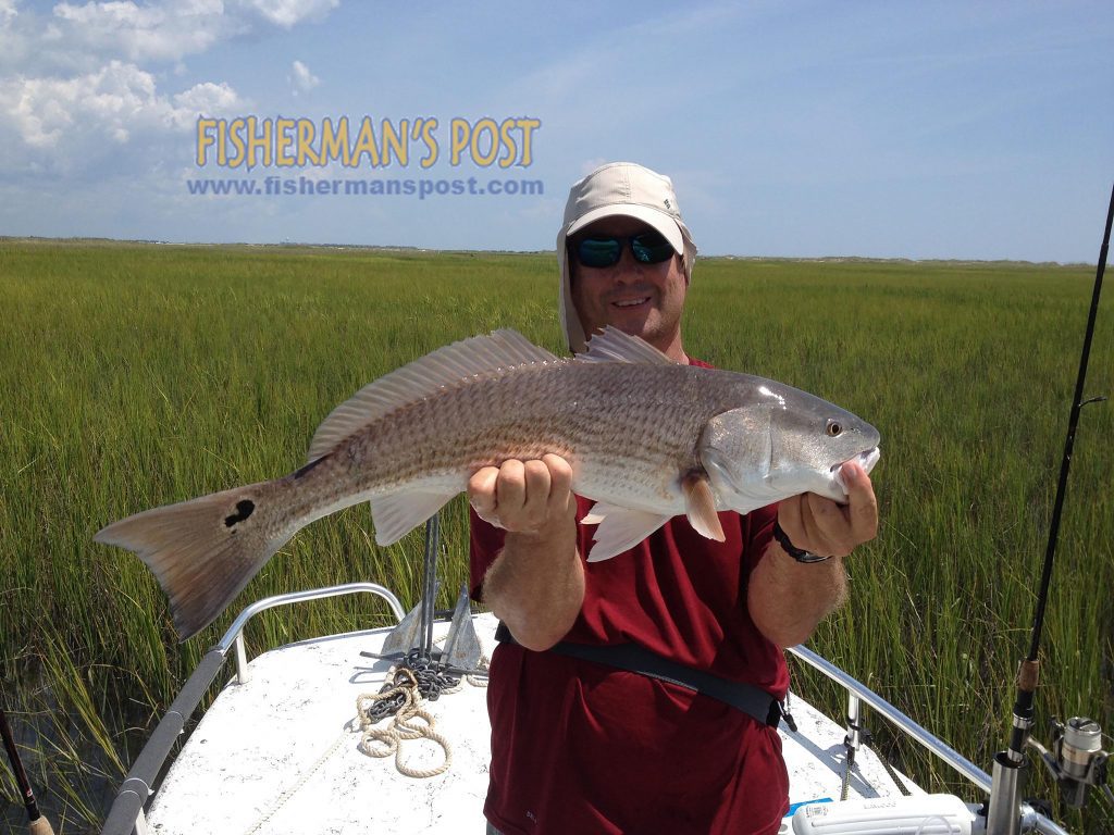 Tyson Philyaw with a 28" red drum he caught and released in a Topsail-area creek after it struck a live finger mullet.