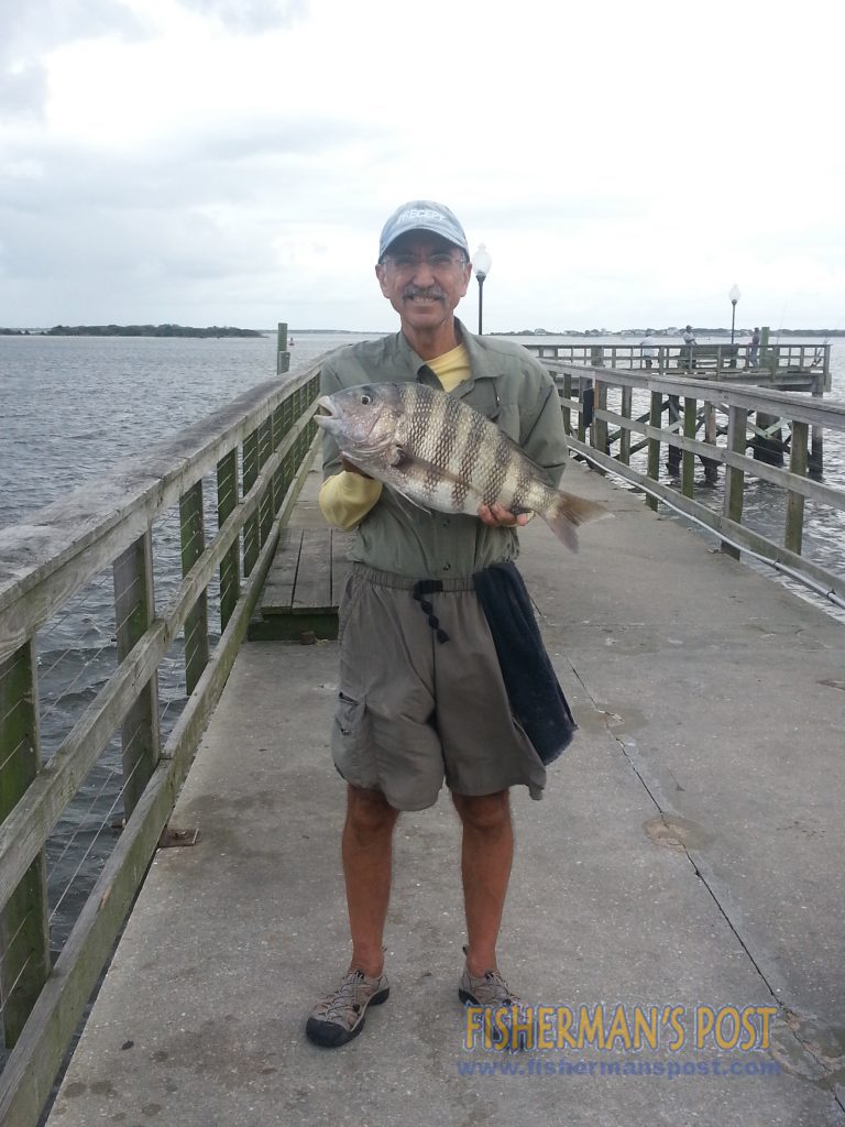 Bob Taccard, of Oak Island, with a 6.9 lb. sheepshead that bit a fiddlder crab beneath the Southport city pier at low tide.