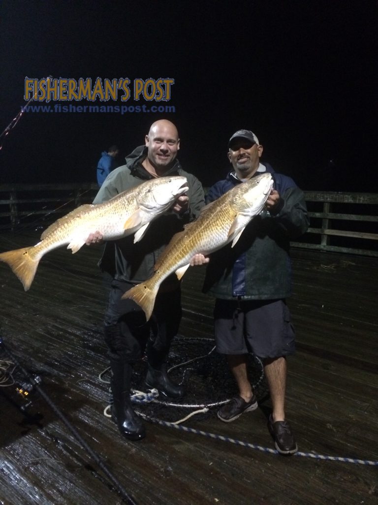 Dave Bullard and Derek King with a pair of citation-class red drum that bit spot heads off Jolly Roger Pier in late September.