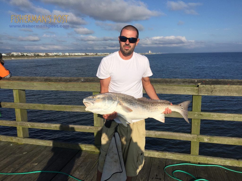 Brett Herndon with a 41" red drum he caught and released off Sunset Beach Pier after it bit a live sea mullet.