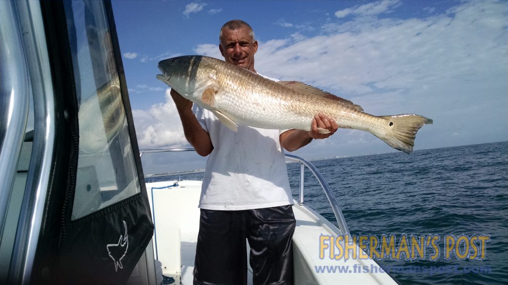 Capt. Jim Sabella, of Plan 9 Fishing Charters, with a 43" red drum he caught and released 1 mile off Topsail Beach. A 1 oz. diamond jig fooled the red, which was netted by his 9 year-old son Dante.