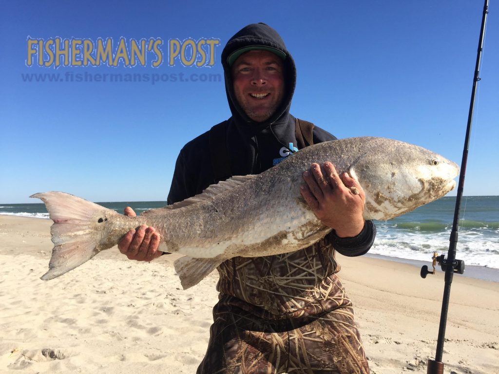 Michael Sing with a citation red drum he caught and released at Fort Fisher after it struck a piece of cut mullet.