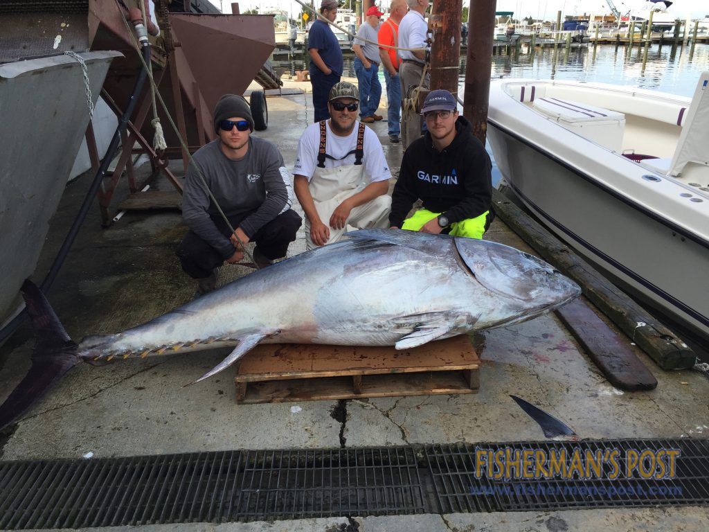 Doug Southworth, Patrick Shore, and Brad Kimrey with a 103" bluefin tuna (core weight 456 lbs.) that they hooked on a ballyhoo under a Joe Shute skirt near Cape Lookout Shoals.